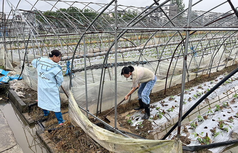 4安徽黃山豇豆基地排水清淤技術(shù)指導(dǎo).jpg