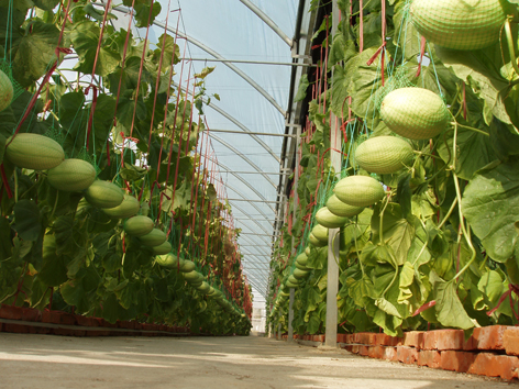 栽培與采后技術(shù)研究室